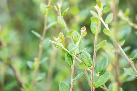 Cotoneaster dielsianus - 40-60 CM - image 3