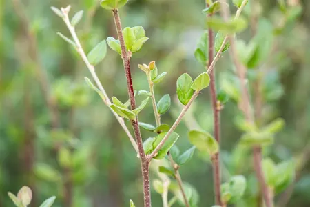 Cotoneaster dielsianus - 40-60 CM - image 1