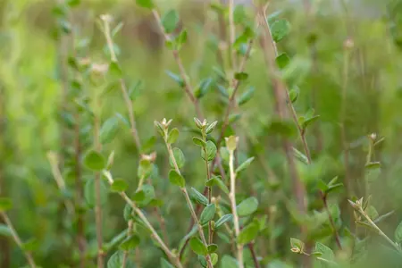 Cotoneaster dielsianus - 40-60 CM - image 5