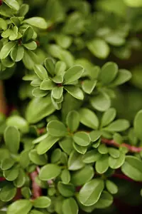 Cotoneaster 'Eichholz' - P13 - image 1