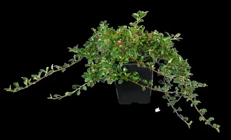 Cotoneaster 'Eichholz' - 1.5 Ltr pot - image 3