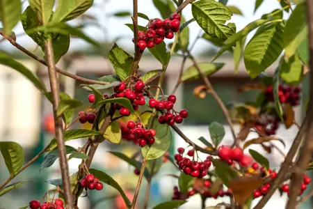 Cotoneaster franchetii - 60-80 CM C3 - image 2