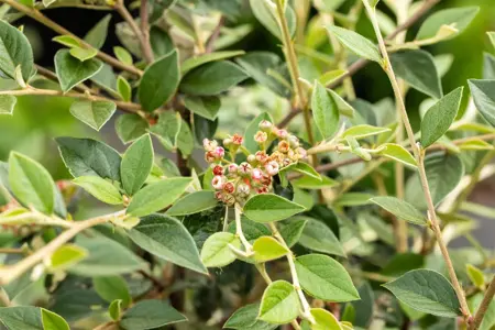 Cotoneaster franchetii - 60-80 CM C3 - image 3