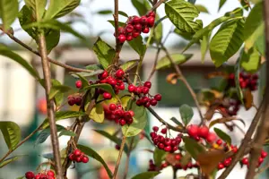 Cotoneaster franchetii - 60-80 CM C3.5 - image 2