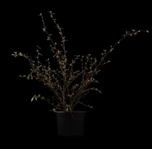 Cotoneaster franchetii - 60-80 CM C3 - image 3