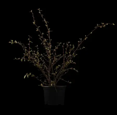 Cotoneaster franchetii - 60-80 CM C3.5 - image 1