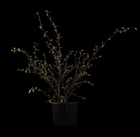 Cotoneaster franchetii - 3 Ltr pot - image 1