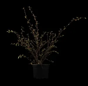 Cotoneaster franchetii - 3 Ltr pot - image 3