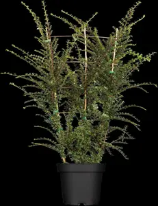 Cotoneaster horizontalis - P9 - image 2