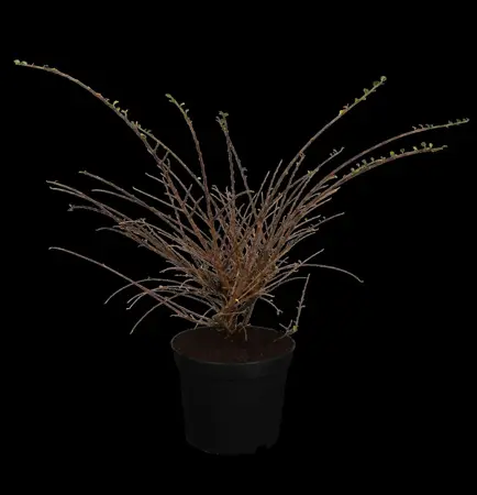 Cotoneaster horizontalis - 20-30 CM C1.5 - image 1