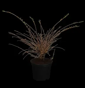 Cotoneaster horizontalis - 20-30 CM C1.5 - image 1