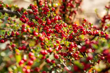Cotoneaster horizontalis - C1 - image 4