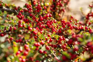Cotoneaster horizontalis - P9 - image 4
