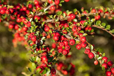 Cotoneaster horizontalis - P9 - image 5