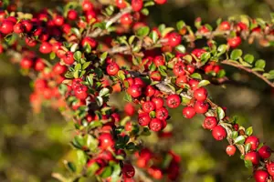 Cotoneaster horizontalis - P9 - image 5