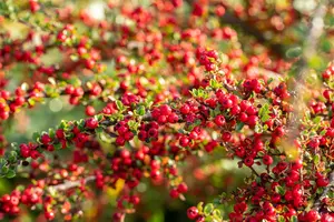 Cotoneaster horizontalis - 50-60 CM C7.5 - image 1