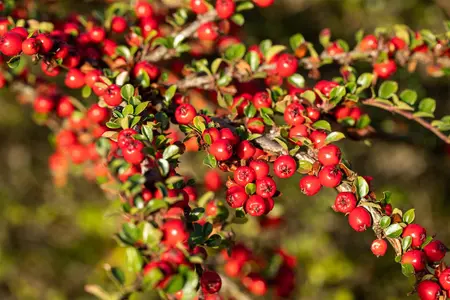 Cotoneaster horizontalis - 50-60 CM C7.5 - image 3