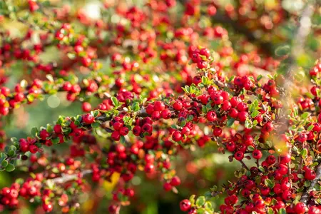 Cotoneaster horizontalis - 100-125 CM C20 - image 1