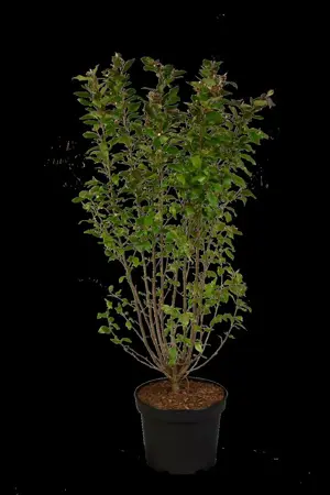 Cotoneaster lucidus - 30-40 CM BR. BUSH - image 1