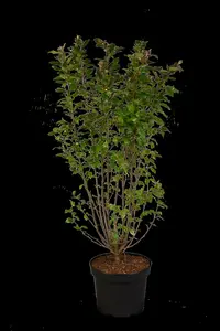 Cotoneaster lucidus - 3 Ltr pot - image 2