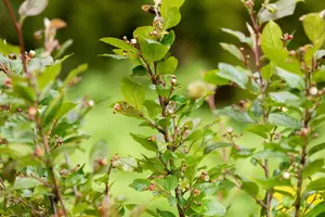 Cotoneaster lucidus - 3 Ltr pot - image 2