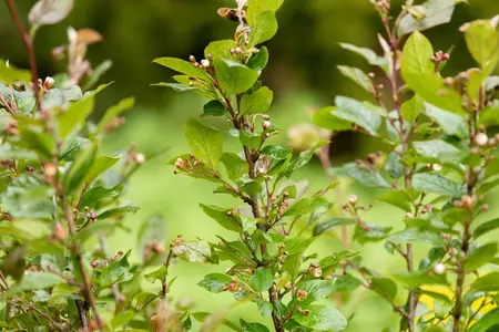 Cotoneaster lucidus - 40-60 CM C2