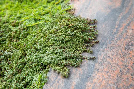 Cotoneaster micr. thymifolius - 25-30 CM C2 - image 2