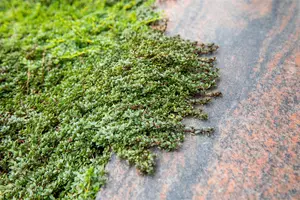 Cotoneaster micr. thymifolius - 25-30 CM C2 - image 2