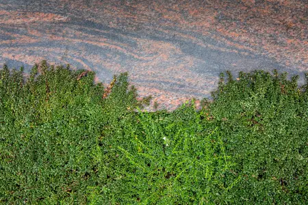 Cotoneaster micr. thymifolius - 25-30 CM C2 - image 3