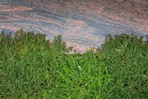 Cotoneaster micr. thymifolius - 25-30 CM C2 - image 3