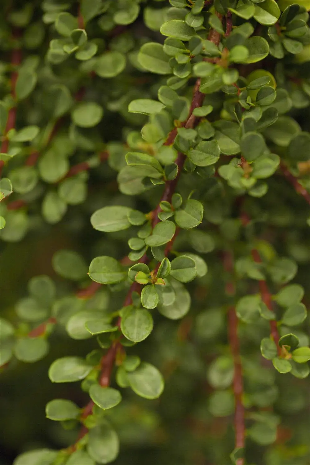 Cotoneaster microphyllus - P9