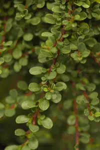 Cotoneaster microphyllus - 3 Ltr pot - image 1