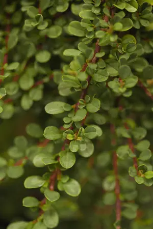 Cotoneaster microphyllus - 2 Ltr pot - image 1