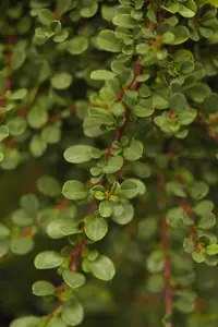 Cotoneaster microphyllus - 25-30 CM C2 - image 1