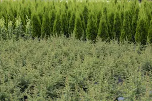 Cotoneaster microphyllus - 1.5 Ltr pot - image 2