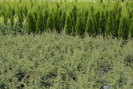 Cotoneaster microphyllus - 3 Ltr pot - image 2