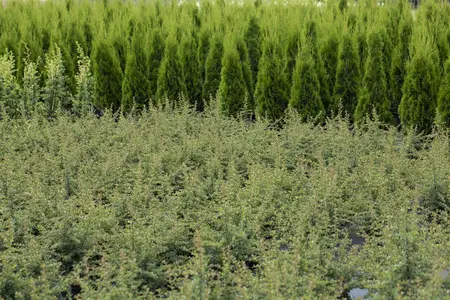 Cotoneaster microphyllus - 2 Ltr pot - image 2