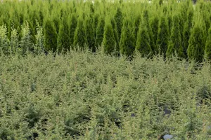 Cotoneaster microphyllus - 2 Ltr pot - image 2