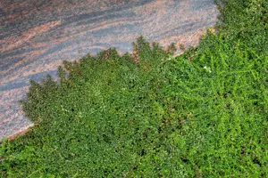 Cotoneaster nanshan 'Copra'