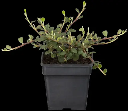 Cotoneaster pr. 'Queen of Carpets' - 30-40 CM C3 - image 2