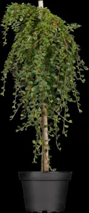 Cotoneaster pr. 'Queen of Carpets' - 90 CM STEM C12 - image 3