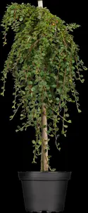 Cotoneaster pr. 'Queen of Carpets' - 60 CM STEM C4 - image 1