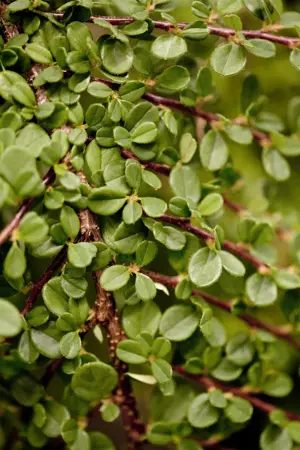 Cotoneaster pr. 'Streib's Findling' - 1/2 STDS C7.5 - image 2