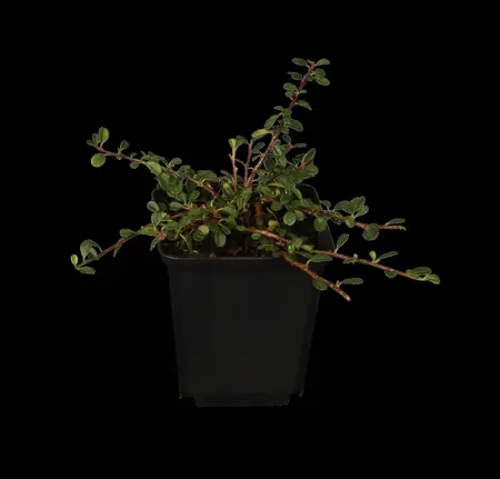Cotoneaster pr. 'Streib's Findling' - 1/2 STDS C7.5 - image 1
