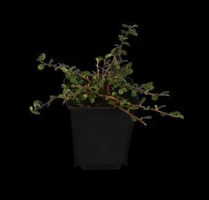 Cotoneaster pr. 'Streib's Findling' - 1/2 STDS C7.5 - image 2