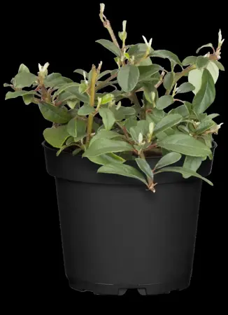 Cotoneaster radicans 'Eichholz' - 30-40 CM C1.5 - image 2