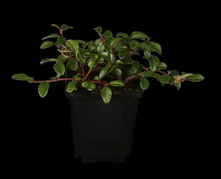 Cotoneaster radicans 'Eichholz' - P9 - image 1