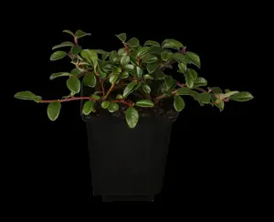 Cotoneaster radicans 'Eichholz' - 30-40 CM C1.5 - image 1