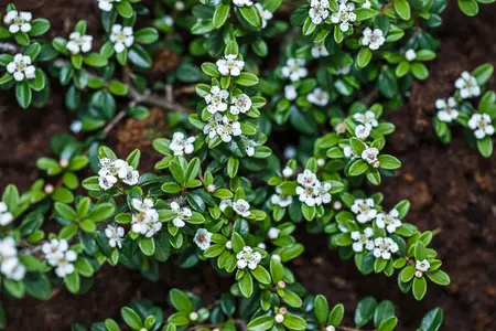 Cotoneaster radicans 'Rami' - P9 - image 3