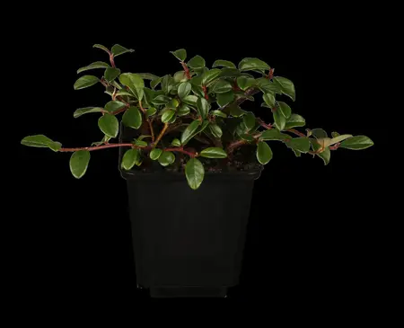 Cotoneaster radicans 'Rami' - P9 - image 1